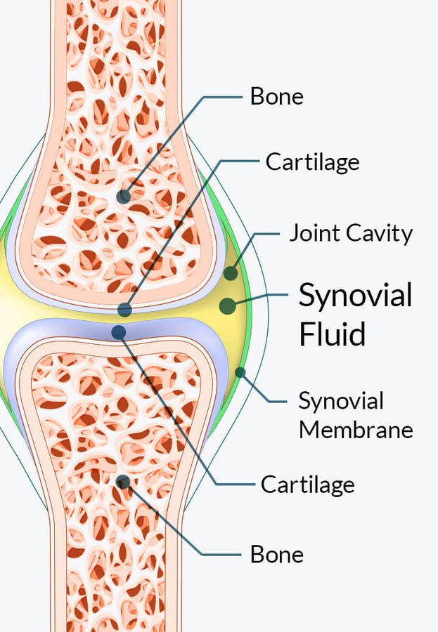 How Joint Genesis works on joints