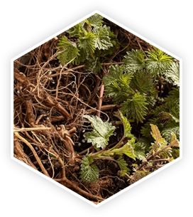 prostavive ingredient nettle root