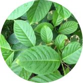 phytomem one ingredient banaba
