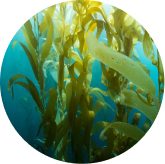 phytomem one ingredient fucoidan