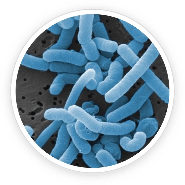 prodentim ingredient paracasei