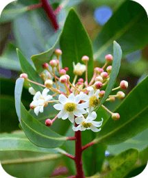 protoflow ingredient catuaba
