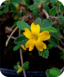 protoflow ingredient damiana