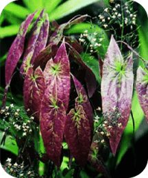 protoflow ingredient epimedium