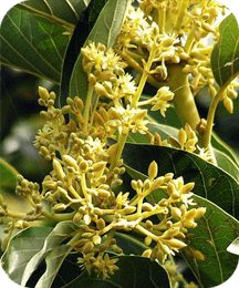protoflow ingredient muira puama