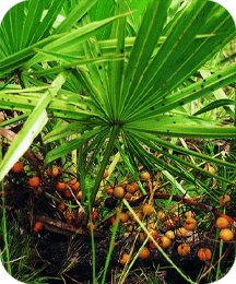 Saw palmetto in Protoflow