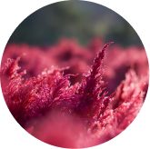 visiflora ingredient astaxanthin