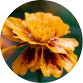 visiflora ingredient lutein
